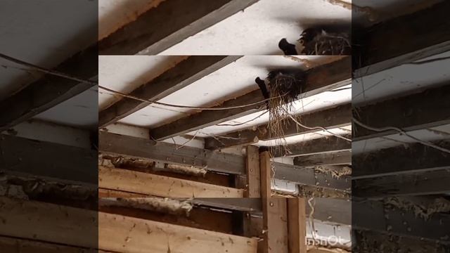 ПТИЦА , Ласточки , гнездо с птенцами. Много удивительных моментов. смотреть онлайн