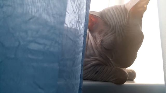 Фиса и окно смотреть онлайн