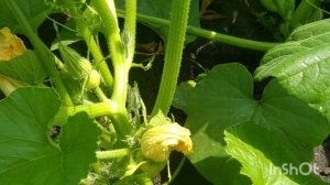 Полив тыквы в открытом грунте.Как и сколько поливать тыкву в открытом грунте. поливаем тыкву