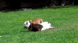 Все о породе Английский Бульдог . ЧТО СТОИТ ЗНАТЬ?!