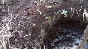 Посадка Яблони и Груши.