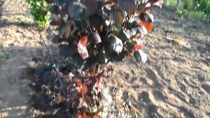 Фундук Сирена краснолистный