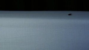 Стратегия выживания - Часть 1. Бесконечный отбор: Брачная игра - Документальный фильм