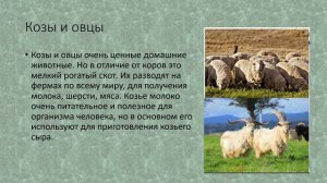 Сельскохозяйственные животные: свиньи, козы, овцы. природоведение 6 кл.mp4