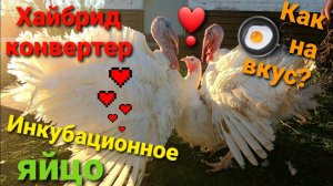 Свое инкубационное яйцо бройлерной индейки и бройлера КОББ - 500??? Какое на вкус яйцо индейки?