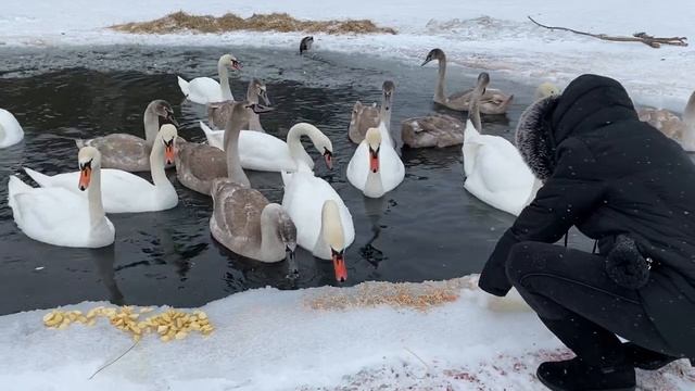 Акция по спасению лебедей на озере Большие Стропы смотреть онлайн