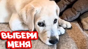 Заведите Себе Лабрадора Собаку Если Вам Грустно и Скучно !