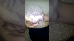 Кроме Двух кошечек и одного котика живёт у нас декоративный ёжик