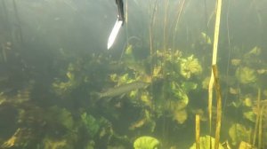 Подводная охота.  Малые реки.  Байгора