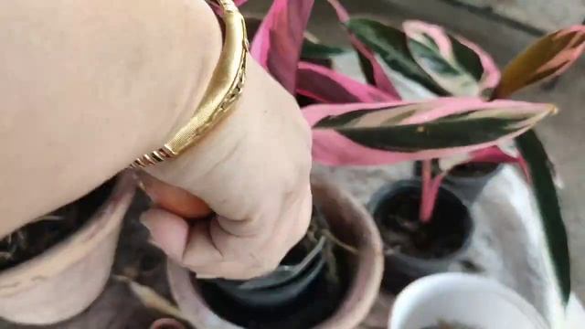 Stromanthe triostar, solution for crispy and curling leaves смотреть онлайн