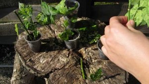 Абутилоны вариегатные. Обрезка для пышной кроны.