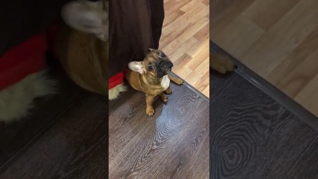 Французский бульдог один дома, разгром! | French bulldog