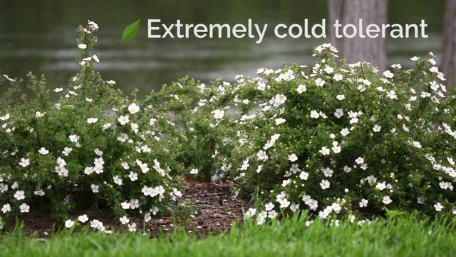 30 Seconds with Happy Face® White Potentilla смотреть онлайн