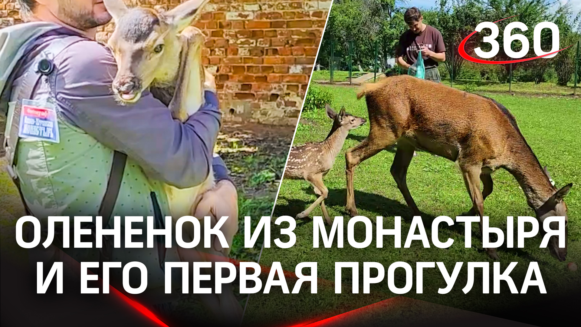 Олененок, недавно родившийся в Николо-Угрешском монастыре, впервые вышел на прогулку