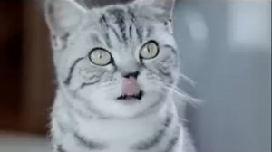 Новые сочные кусочки Whiskas. Наконец-то мой