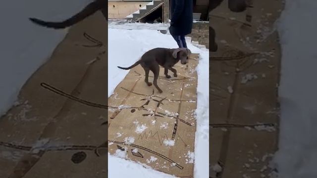 Веймаранер Ричи помогает чистить ковры смотреть онлайн