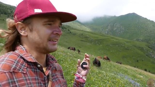 ГРУЗИЯ. ДИКИЕ лошади в горах. инстаграм: vadimveter смотреть онлайн