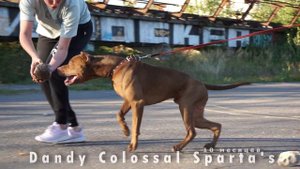 Питбуль. 10 месяцев. Dandy Colossal Sparta's (именуемый ДЭН)