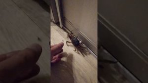 Побег и атака краба. Слабонервным не смотреть!