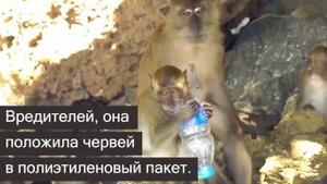 Ученые обнаружили червей, поедающих пластик