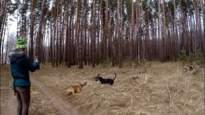 Щенок бультерьера нашел родного брата. Встреча спустя 4 месяца. Бои бультерьеров.