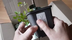 Распаковка посылки с растениями из питомника Garden Plants