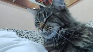 Вязка Мейн-Кун кратко