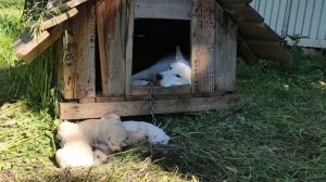 Знакомим с новой породой собак - святорусский вой