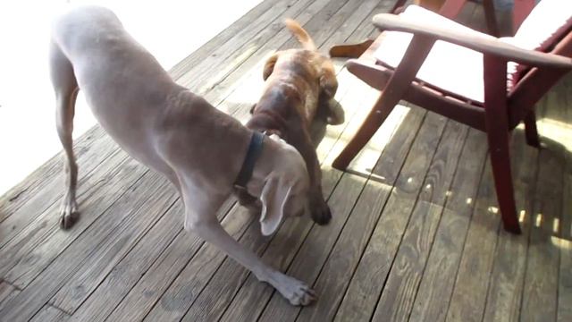 Weimaraner and Labrador playing смотреть онлайн