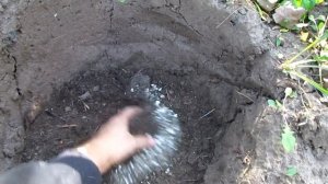 Посадка фундука осенью Варшавский и Трапезунд/Planting hazelnuts in autumn