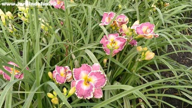 Цветение сортового лилейника BLUE ABYSS в саду www.jardindelux.ru смотреть онлайн