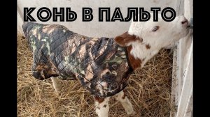 Зимний день на ферме КФХ "Герефорд"