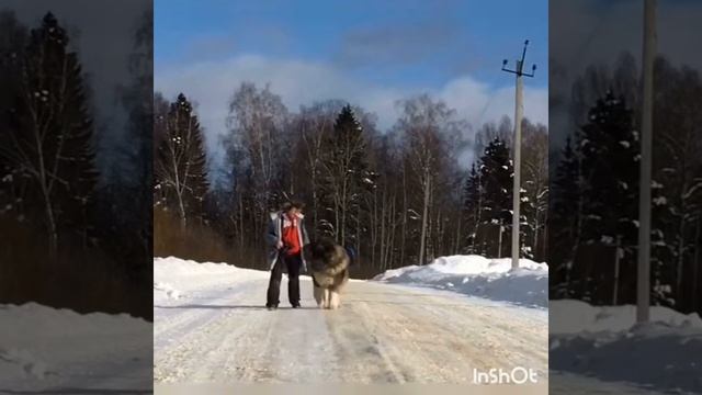 Байрак Азскас Топыч. Кавказская овчарка смотреть онлайн