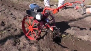 Уборка картофеля мотоблоком Салют 5Л-6,5