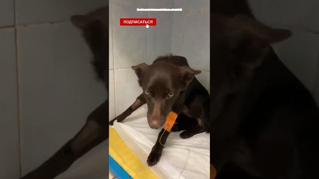 Счастливый пациент