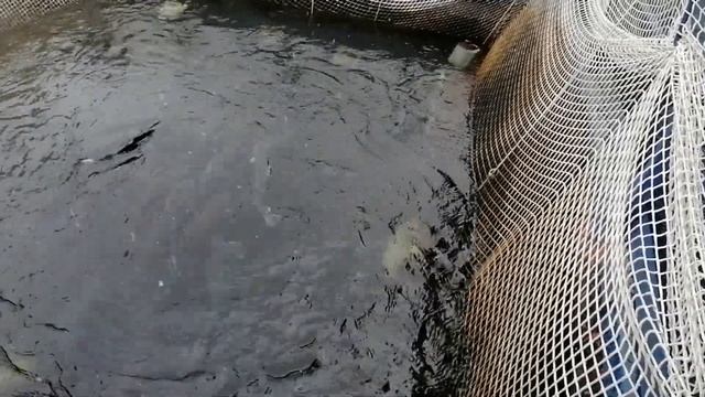 Живая Рыба | На берегу Енисея | Красноярск | Енисейская Сибирь смотреть онлайн