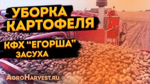 Уборка картофеля на поле КФХ "Егорша" 2022 г.