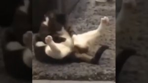 Котофей угорает
