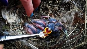 Нашли птенцов воробья / спасли птенца / как кормить птенца