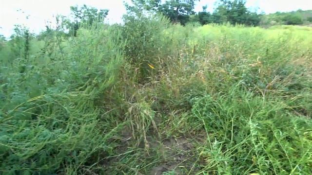 Новый Нож Для Мотокосы. Тест. Лучший Диск Для Кошения Сорняка? Трехлопастной, Победитовый и Пильный смотреть онлайн