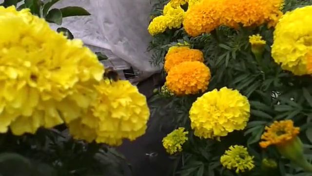Бархатцы, наблюдаем за цветением. 13 АВГУСТА. смотреть онлайн