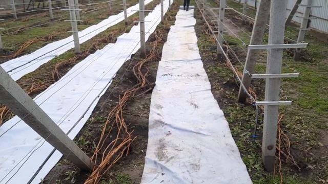 Укриття винограду геотекстилем 2021 2022