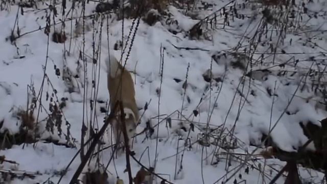 Лайка и белка смотреть онлайн