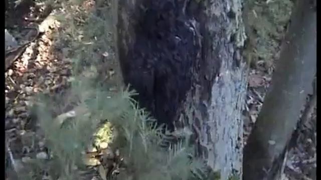 ?Грибы Чага на Осине в лесу Слизнево.