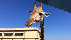 Жираф кушает