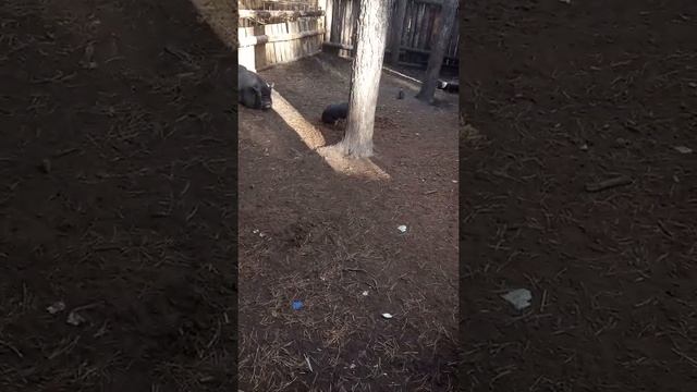 Ульяновский зоопарк. Свинья храпит во сне! 24 окт. 2021 смотреть онлайн