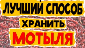 ЛУЧШИЙ СПОСОБ ХРАНЕНИЯ МОТЫЛЯ !!!! как ДОЛГО хранить мотыля !!?? смотри !!!