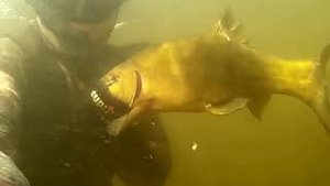 ПОДВОДНАЯ ОХОТА БЕЛАРУСЬ озеро ВЫМНО УГЛОВСКОГО.ВИТЕБСКИЙ РАЙОН.UNDERWATER HUNTING.mp4