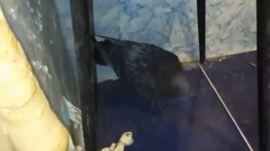Голубь попал в квартиру через вентиляцию - 2