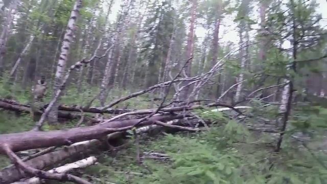 Нива бездорожье. Белые грибы. Сказочный лес смотреть онлайн